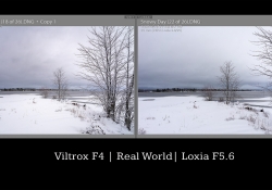 27 Loxia Comparison Global
