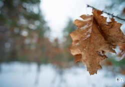 32 Bokeh-4