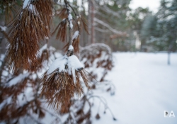 32 Bokeh-6