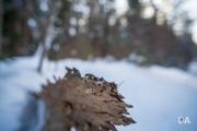 Winter Fun-12