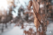 Winter Fun-16