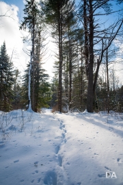 Winter Fun-17