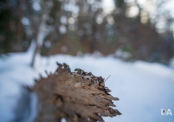 Winter Fun-12