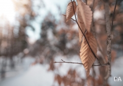 Winter Fun-16