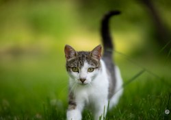 24-Kitty-1