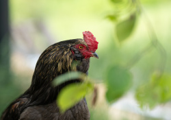 25-Rooster-1