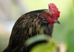 25-Rooster-2