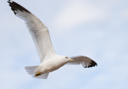 33-On-Wing-2