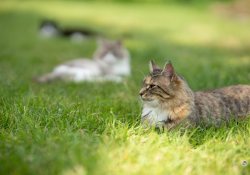 49-Cat-Bokeh-1