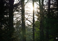 52-Flare-Resistance-1