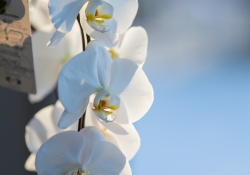 19-Bokeh-2 19-Bokeh-2