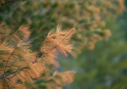 19-Bokeh-5 19-Bokeh-5