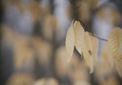 19-Bokeh-6 19-Bokeh-6
