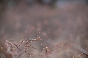 Viltrox-Bokeh-10