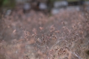 Viltrox-Bokeh-11