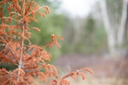 Viltrox-Bokeh-8