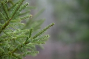 Viltrox-Bokeh-9