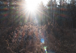 31-Flare-6