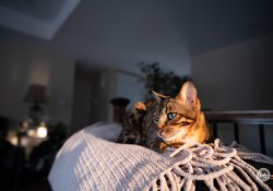 Viltrox-AF13-Samples-20