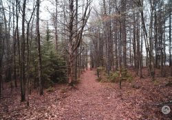 Viltrox-AF13-Samples-8