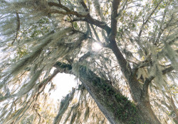 Myrtle-11
