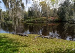 Myrtle-15