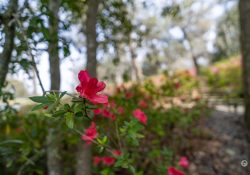 Myrtle-19