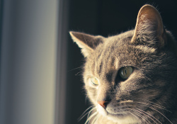 15-Cat-2