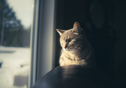 15-Cat
