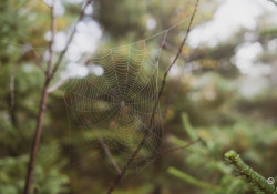 03-Tangled-Web-1