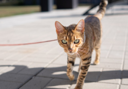 21-Nala-2