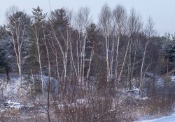 28-Landscape-2