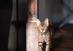 21-Nala