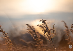 24-Backlit