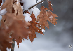 39-Pure-Bokeh