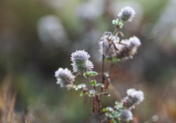 Thistles