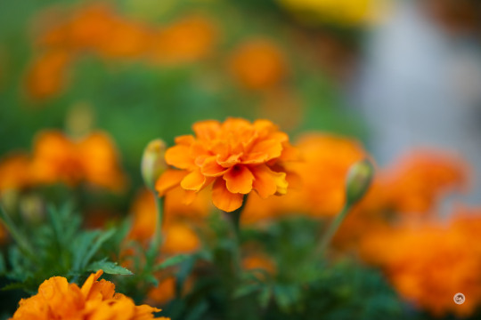 Viltrox Pro AF 27mm F1.2 (X-Mount) Gallery - DustinAbbott.net