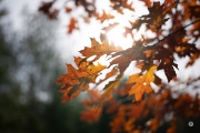 52-Gallery-13