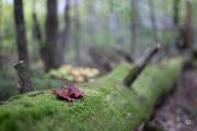 52-Gallery-5