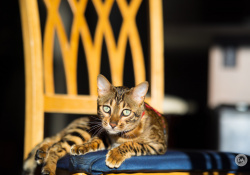 19-Animal-Focus-1