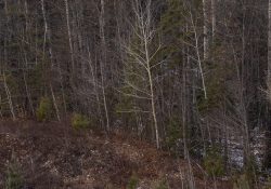 35-Landscape-2