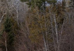 35-Landscape-3