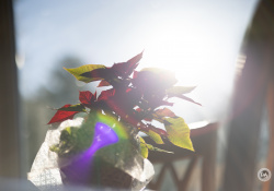 41-Flare-1