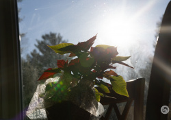 41-Flare-2
