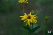 Helios a6500-2