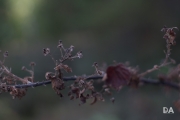 Takumar a6500-5