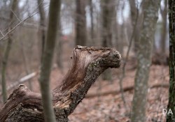 Voigtlander-110-Samples-11