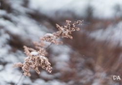 30-Bokeh-6