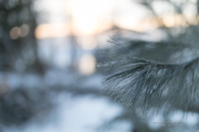 Frosty Morning-8