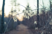 On Sony A7R II-19